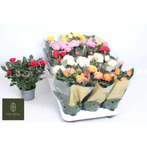 RO KORDAN GRANDE GEM