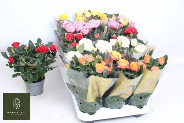 <h4>RO KORDAN GRANDE GEM</h4>