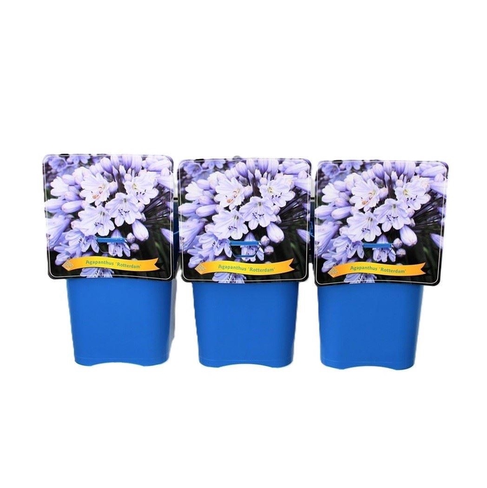 Agapanthus