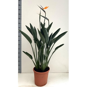 STRELITZIA REGIN BL