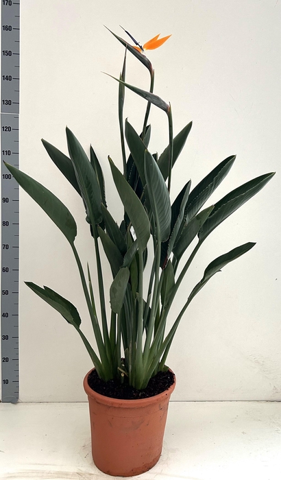 <h4>STRELITZIA REGIN BL</h4>
