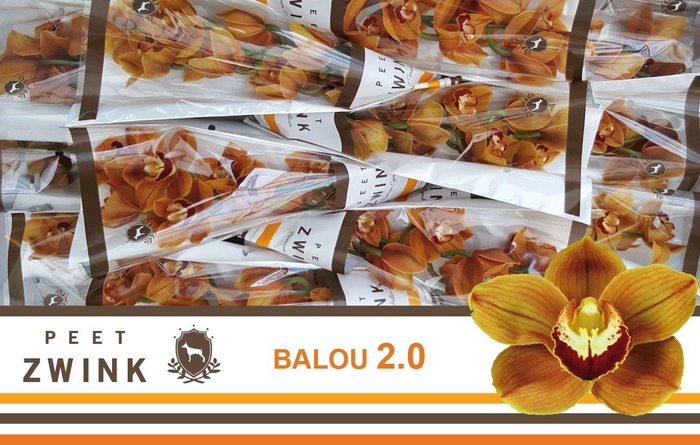 <h4>CYMB T BALOU 2.0</h4>