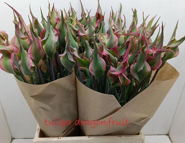 <h4>FRITULARIA FRIT OV</h4>