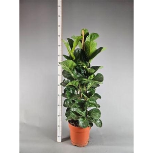 Ficus Lyrata Bambino 3 Stek Toef