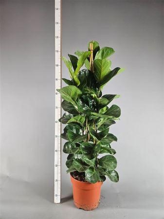 <h4>Ficus Lyrata Bambino 3 Stek Toef</h4>