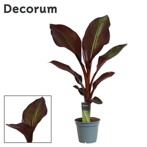 Ensete Maurelii Red Banana (Decorum)