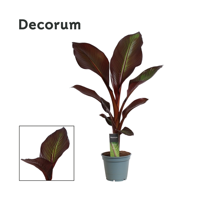 <h4>Ensete Maurelii Red Banana (Decorum)</h4>