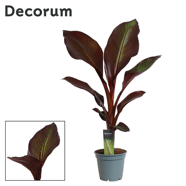 Ensete Maurelii Red Banana (Decorum)