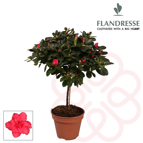 <h4>Azalea Flandresse® stam 'rood' 20 - 22 cm</h4>