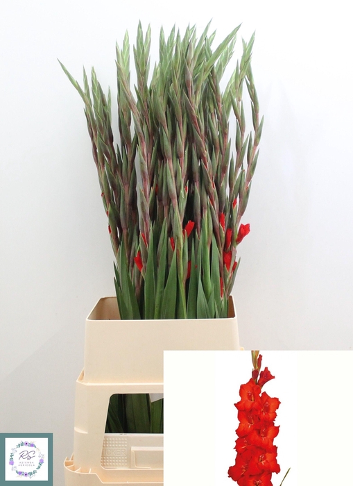 <h4>GLAD GR CHINON</h4>