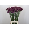 Allium Sphaerocephalon