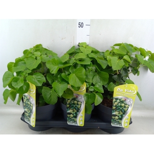 Hedera hibernica 'Arbori Compact'