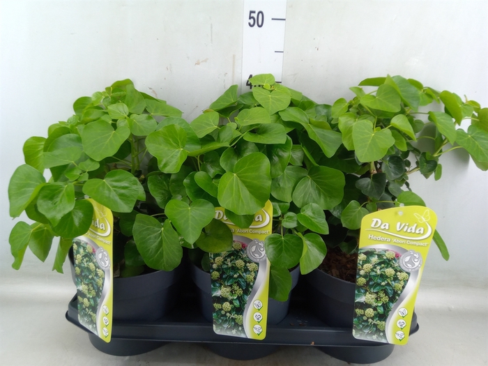 <h4>Hedera hibernica 'Arbori Compact'</h4>