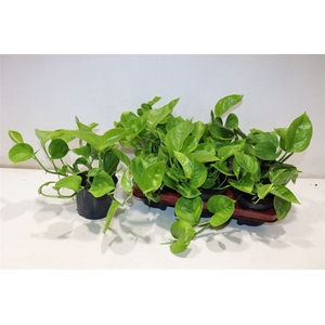Epipr Global Green