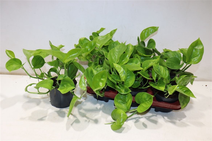 <h4>Epipr Global Green</h4>