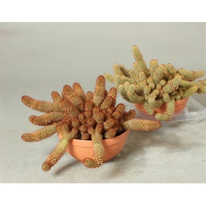 CACTUS OV