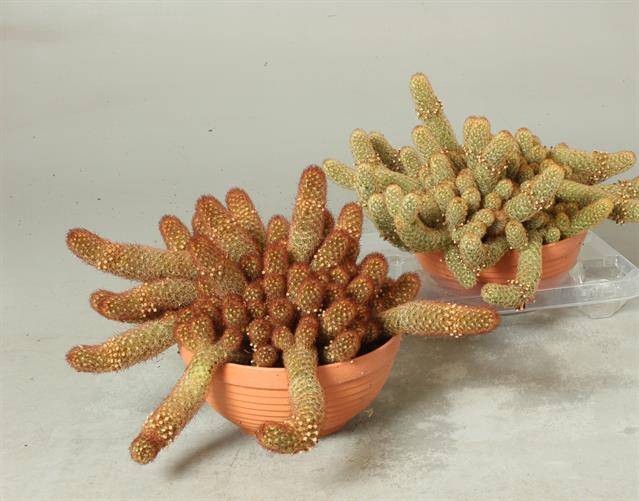 <h4>CACTUS OV</h4>