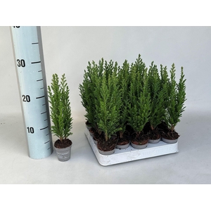 Chamaecyparis laws. Ellwoodii