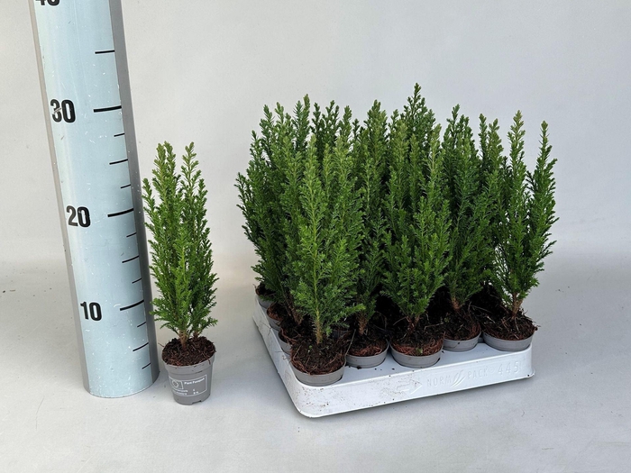 <h4>Chamaecyparis laws. Ellwoodii</h4>