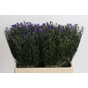 Aster Casamare