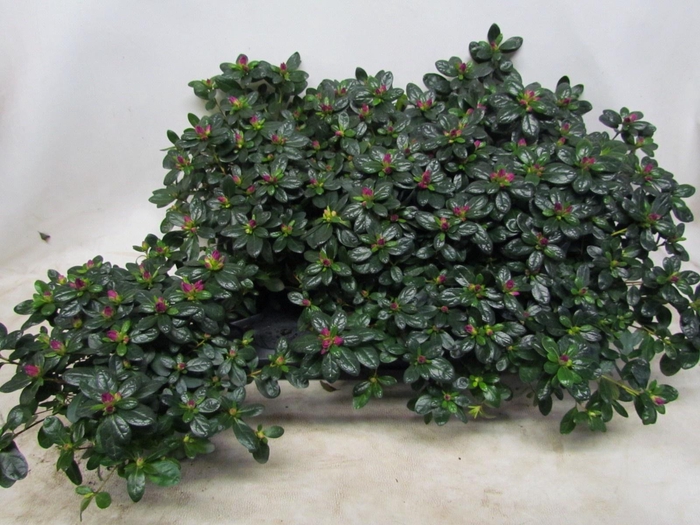 <h4>RHODO SI OSTALETT</h4>