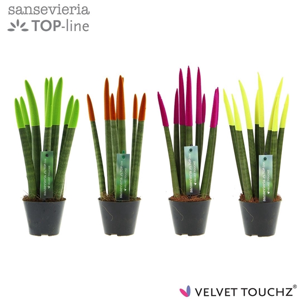 <h4>Sansevieria VELVET TOUCHZ® Mix Neon</h4>