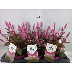 Celosia spic. 'Wild Pink'