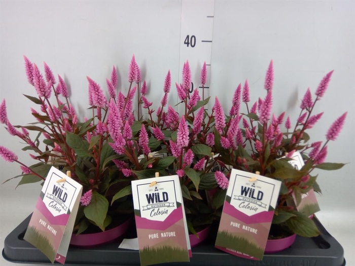 <h4>Celosia spic. 'Wild Pink'</h4>