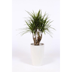Dracaena marginata in Santorini pot 
