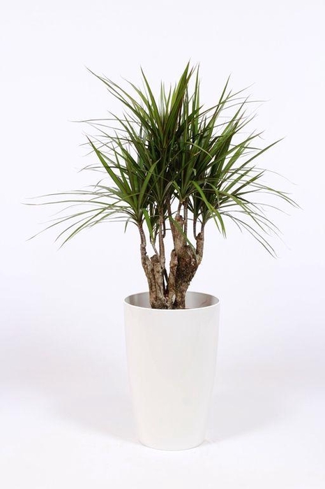 <h4>Dracaena marginata in Santorini pot "wit"</h4>