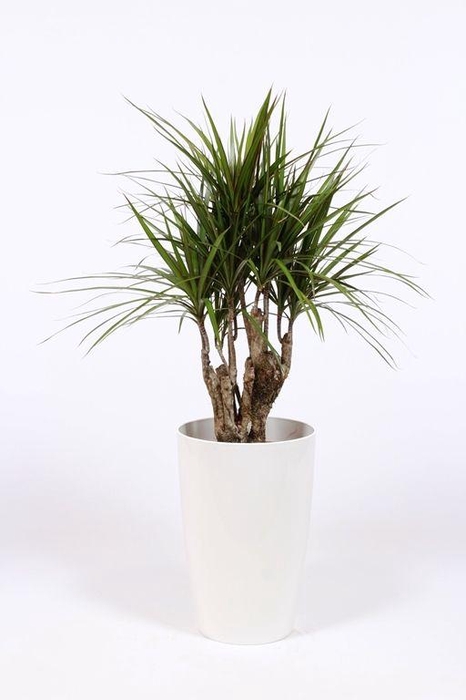 <h4>Dracaena marginata in Santorini pot "wit"</h4>