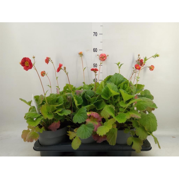 <h4>Geum  'Scarlet Tempest'</h4>
