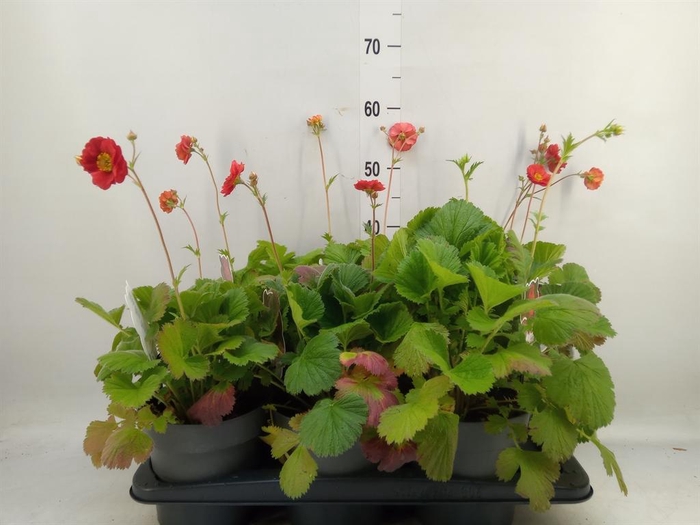 <h4>Geum  'Scarlet Tempest'</h4>