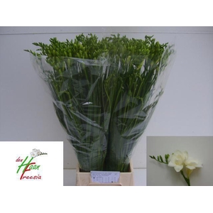 Freesia du Versailles