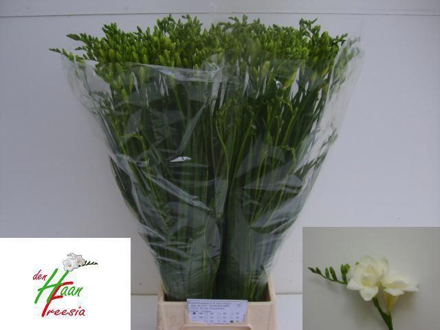 <h4>Freesia du Versailles</h4>