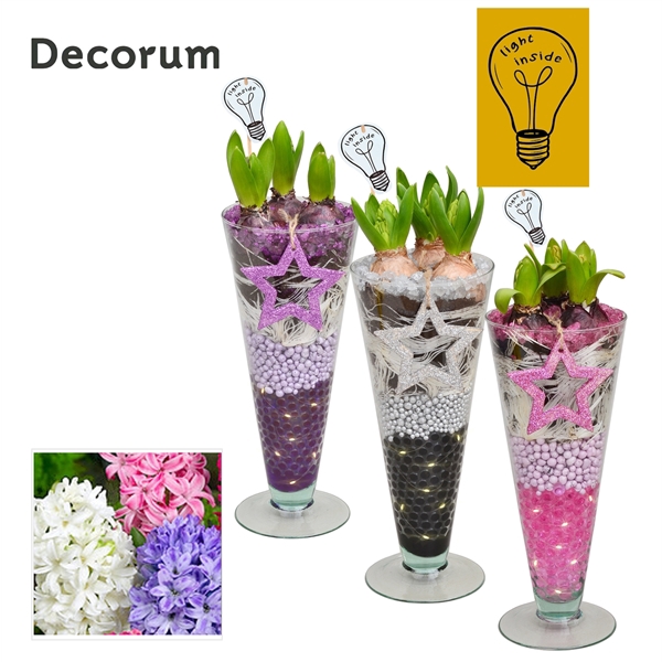 <h4>Arrangementen Hyacinthus 6%</h4>