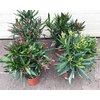 Nerium Oleander struik diverse kleuren