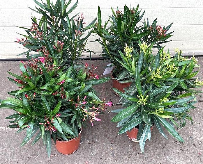 Nerium Oleander struik diverse kleuren
