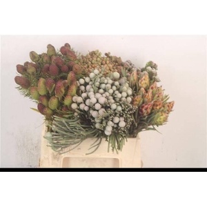 KAAPS GROE GEM IN BS