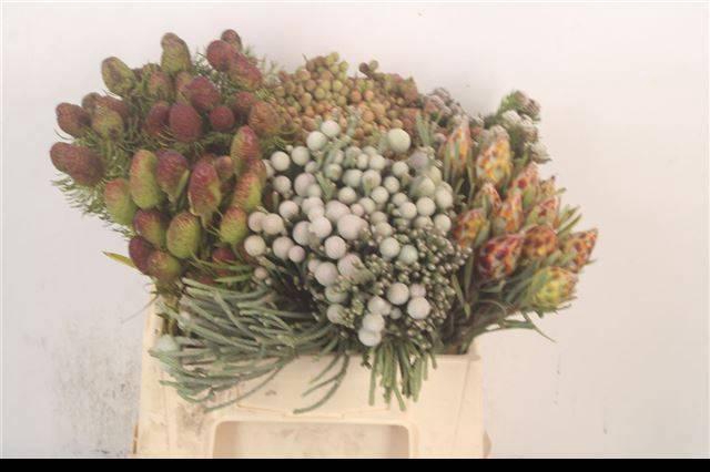 <h4>KAAPS GROE GEM IN BS</h4>