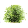Beuk (beech) 300 Gram