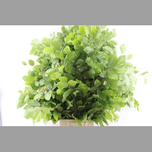 Beuk (beech) 300 Gram