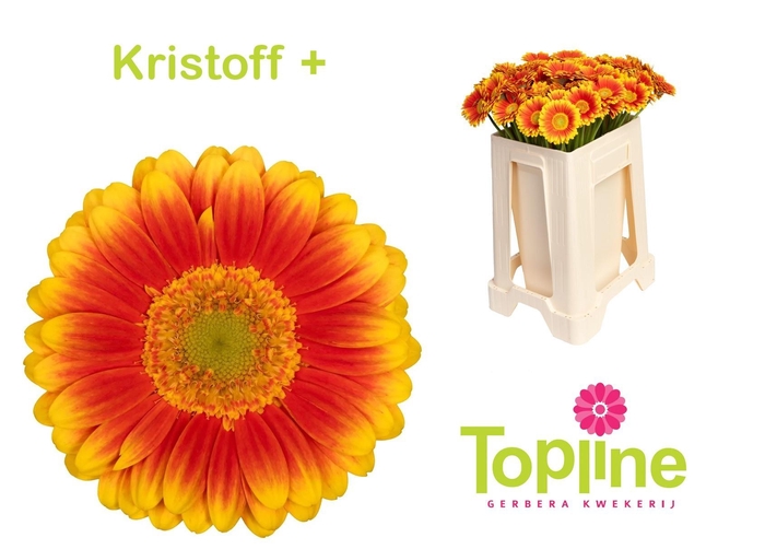 <h4>GE MI KRISTOFF+</h4>
