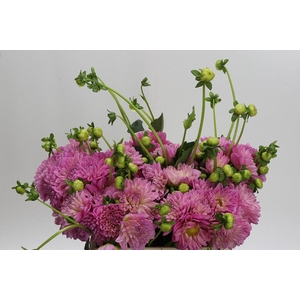 Dahlia (Decorative Grp) 'Pink Pop'