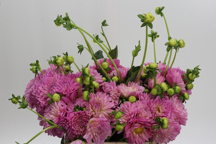 <h4>Dahlia (Decorative Grp) 'Pink Pop'</h4>