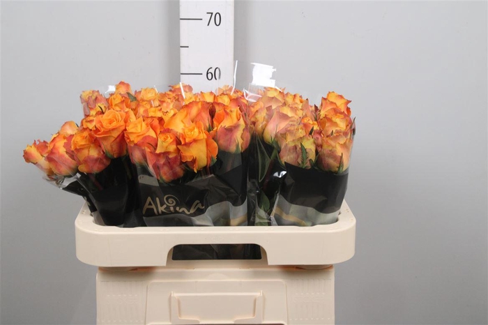 <h4>R Gr Malaga</h4>