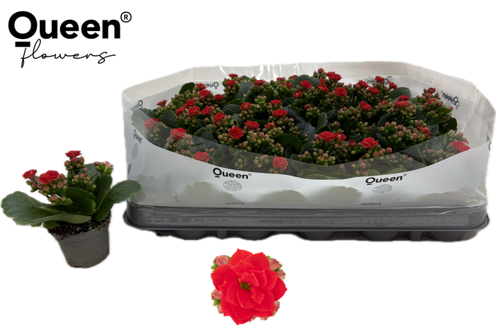 <h4>KAL GE RF NOELLE</h4>