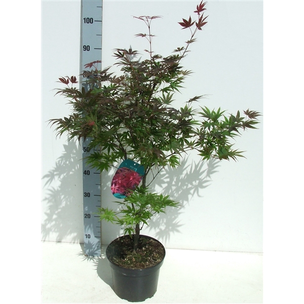 <h4>Acer palmatum 'Pixie' P23 Full CC</h4>