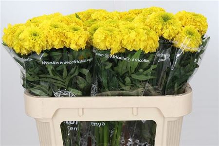 <h4>Tagetes E Promise Yellow</h4>