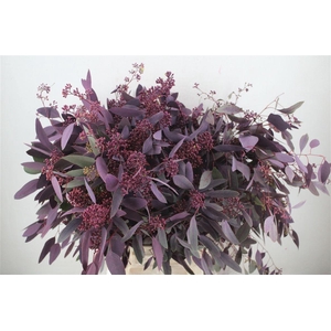 Euca Populus Berry 300gr Abs Lilac P Bunch